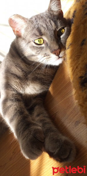 Tekir Kedi, Kedi  Minnoşcan fotoğrafı