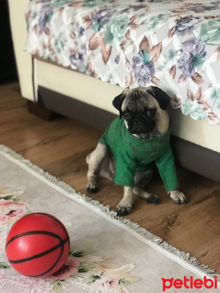 Pug, Köpek  Eyşan fotoğrafı