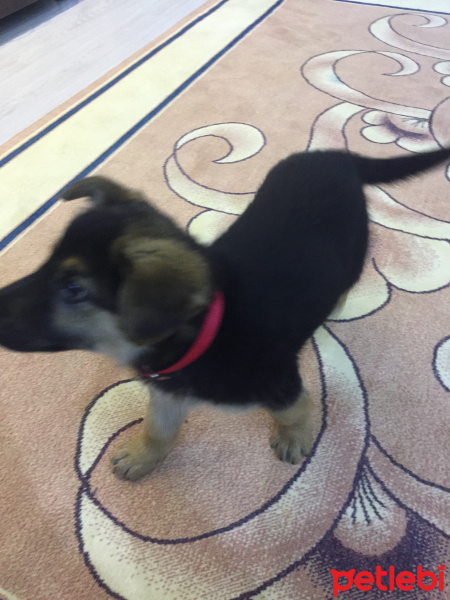 Alman Çoban Köpeği, Köpek  Laki fotoğrafı