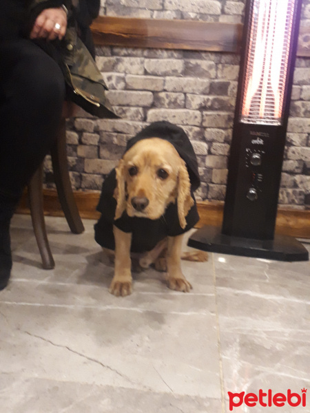 Amerikan Cocker Spaniel, Köpek  Fındık fotoğrafı