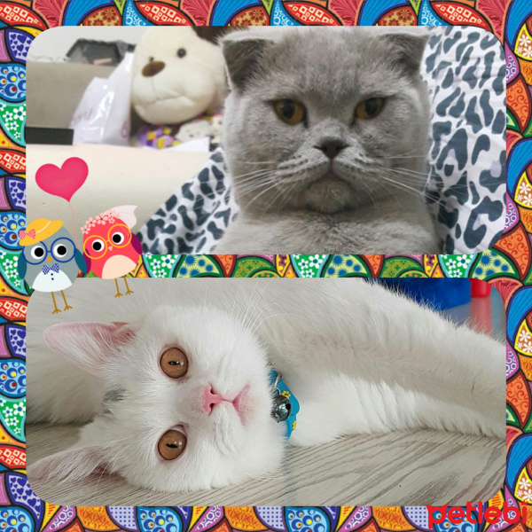 Scottish Fold, Kedi  Fistik fotoğrafı