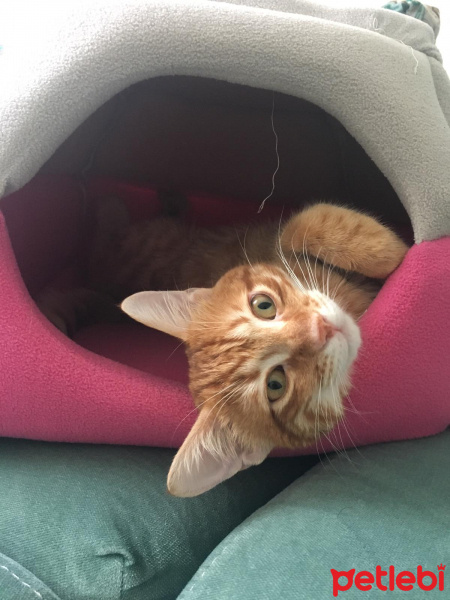 Sarman, Kedi  coşkun fotoğrafı