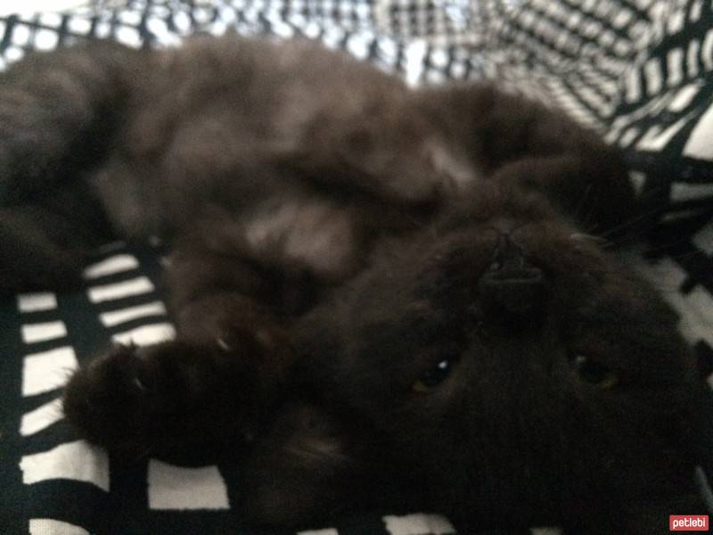 Tekir Kedi, Kedi  Şakir fotoğrafı