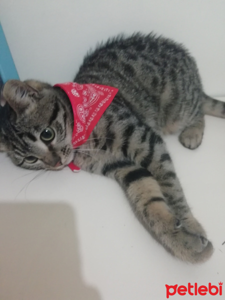 Tekir Kedi, Kedi  Jupi fotoğrafı