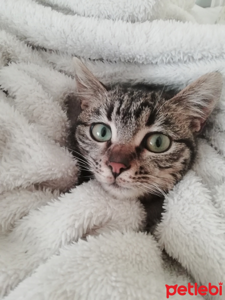Tekir Kedi, Kedi  Jupi fotoğrafı
