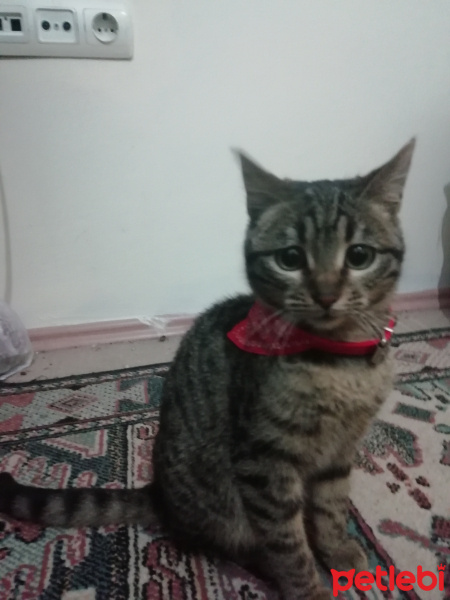 Tekir Kedi, Kedi  Jupi fotoğrafı