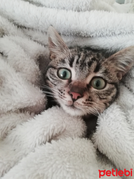 Tekir Kedi, Kedi  Jupi fotoğrafı