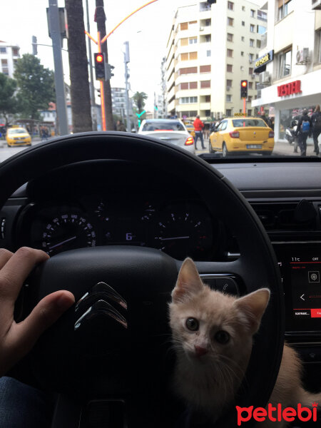 Sarman, Kedi  Badem fotoğrafı