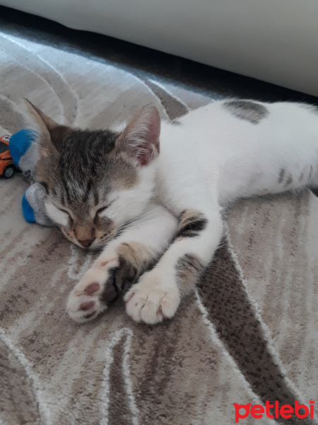 Tekir Kedi, Kedi  Müslüm fotoğrafı