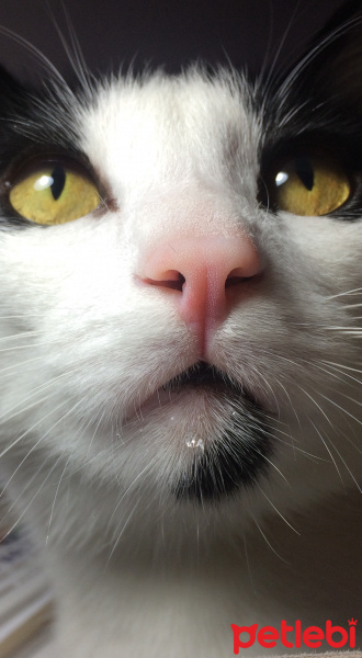 Tuxedo (Smokin) Kedi, Kedi  Zeytin fotoğrafı