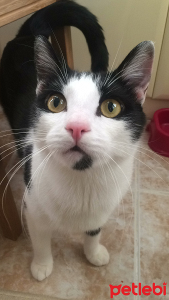Tuxedo (Smokin) Kedi, Kedi  Zeytin fotoğrafı