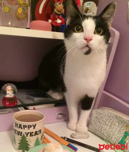 Tuxedo (Smokin) Kedi, Kedi  Zeytin fotoğrafı
