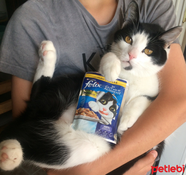 Tuxedo (Smokin) Kedi, Kedi  Zeytin fotoğrafı