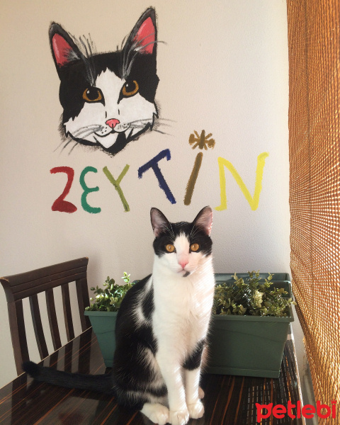 Tuxedo (Smokin) Kedi, Kedi  Zeytin fotoğrafı