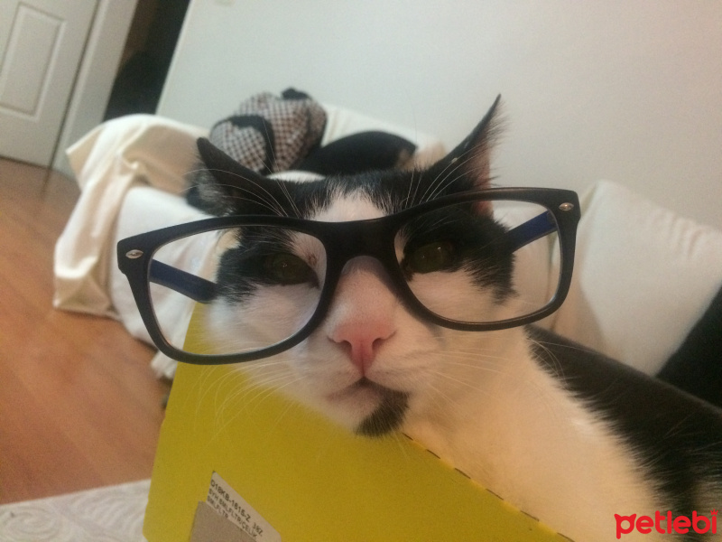 Tuxedo (Smokin) Kedi, Kedi  Zeytin fotoğrafı