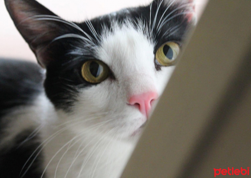 Tuxedo (Smokin) Kedi, Kedi  Zeytin fotoğrafı
