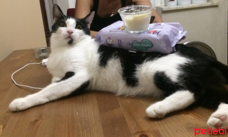 Tuxedo (Smokin) Kedi, Kedi  Zeytin fotoğrafı