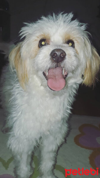 Maltese, Köpek  Cherry fotoğrafı