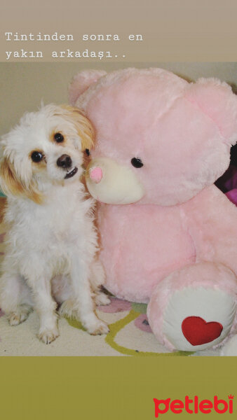 Maltese, Köpek  Cherry fotoğrafı