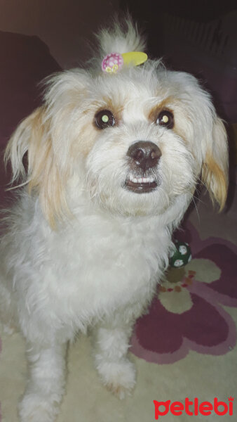 Maltese, Köpek  Cherry fotoğrafı