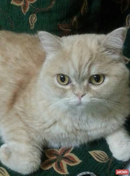 Chinchilla, Kedi  Yumuk fotoğrafı