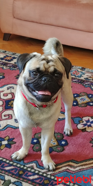 Pug, Köpek  Barut fotoğrafı