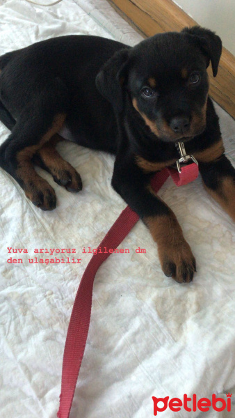 Rottweiler, Köpek  Misha fotoğrafı