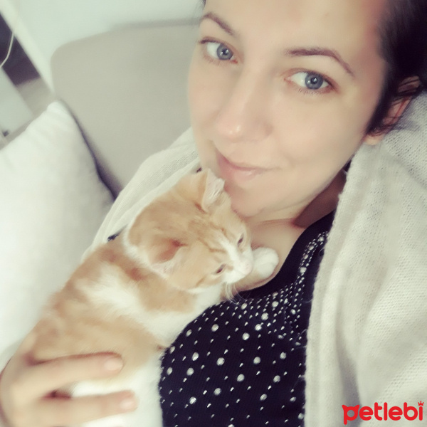 Tekir Kedi, Kedi  Mia fotoğrafı