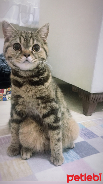 British Shorthair, Kedi  İrmik fotoğrafı
