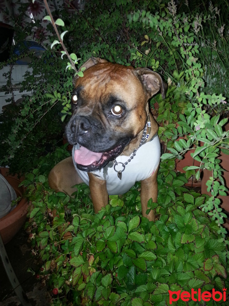 Boxer, Köpek  fazilet fotoğrafı
