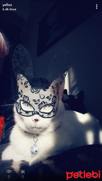 Tekir Kedi, Kedi  Köpük fotoğrafı