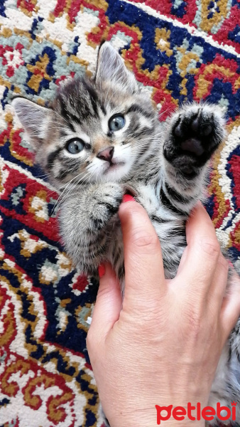 Tekir Kedi, Kedi  Köpük fotoğrafı