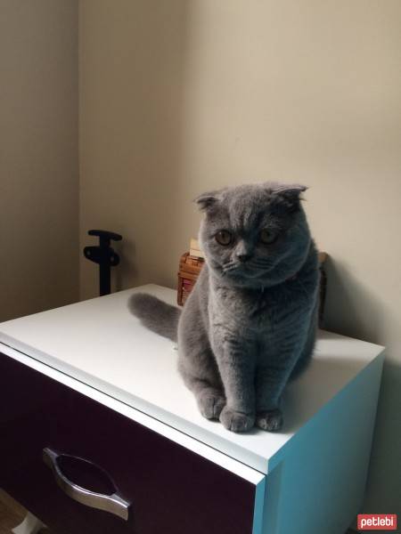 Scottish Fold, Kedi  Mia fotoğrafı