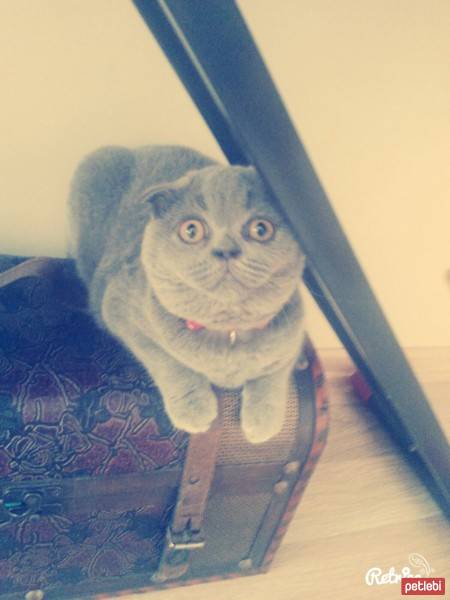 Scottish Fold, Kedi  Mia fotoğrafı