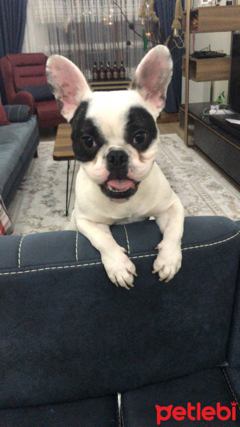 Fransız Bulldog, Köpek  Çiko fotoğrafı