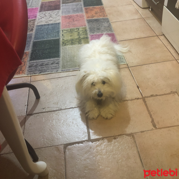 Maltese, Köpek  Çiko fotoğrafı
