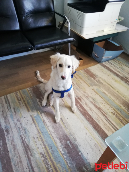 Golden Retriever, Köpek  Leydi fotoğrafı