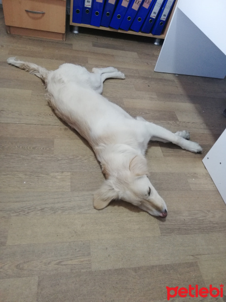 Golden Retriever, Köpek  Leydi fotoğrafı