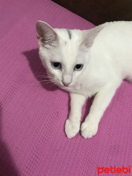 Van Kedisi, Kedi  Vanilya fotoğrafı