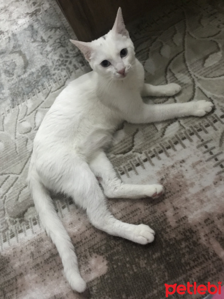 Van Kedisi, Kedi  Vanilya fotoğrafı