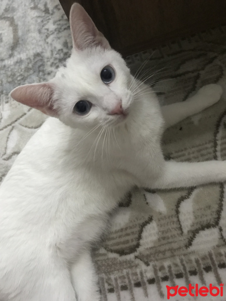 Van Kedisi, Kedi  Vanilya fotoğrafı