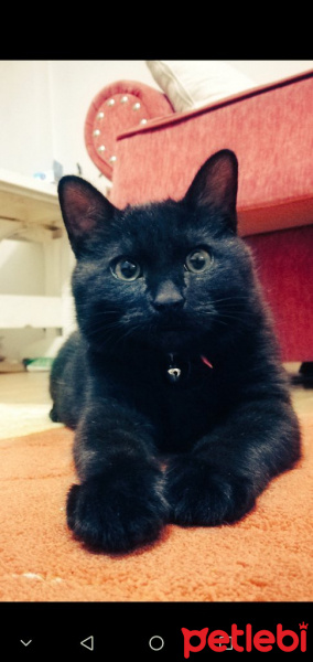Bombay, Kedi  Atiba fotoğrafı