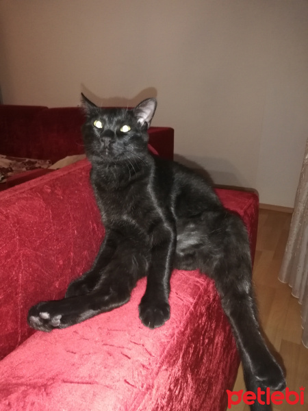 Bombay, Kedi  Atiba fotoğrafı