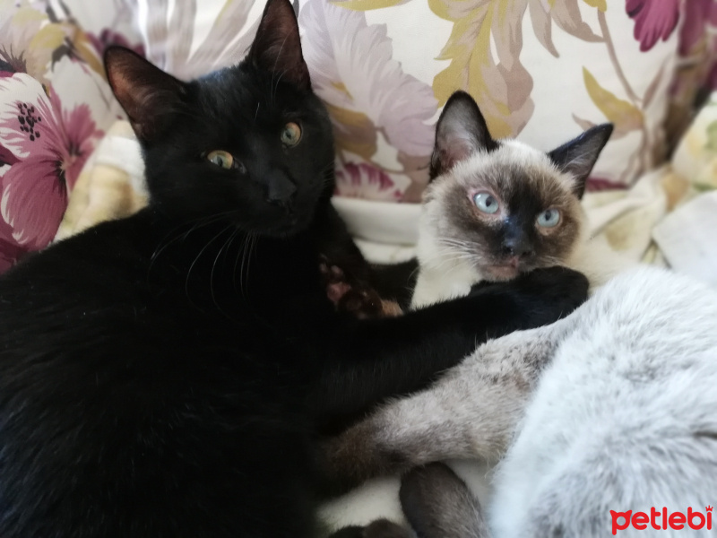 Siyam Kedisi, Kedi  Coco fotoğrafı