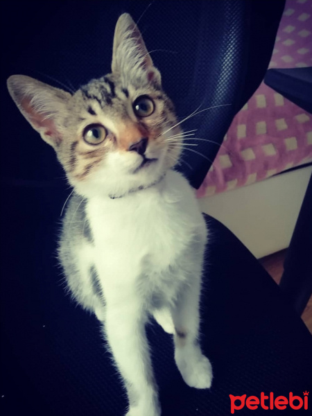 Tekir Kedi, Kedi  Lokum fotoğrafı