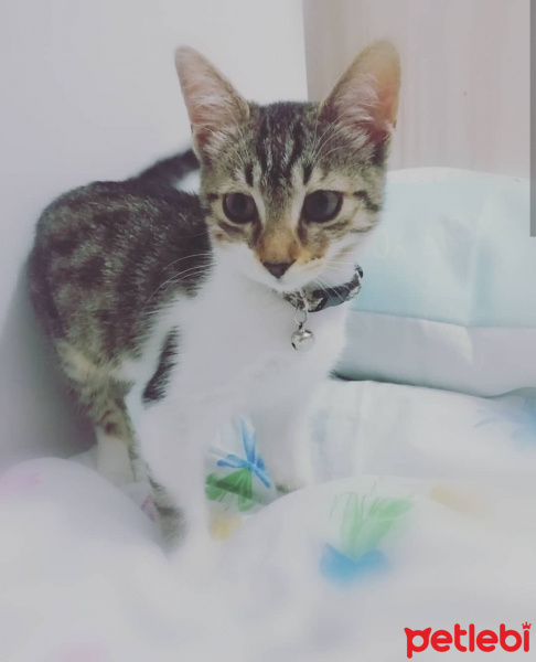 Tekir Kedi, Kedi  Lokum fotoğrafı