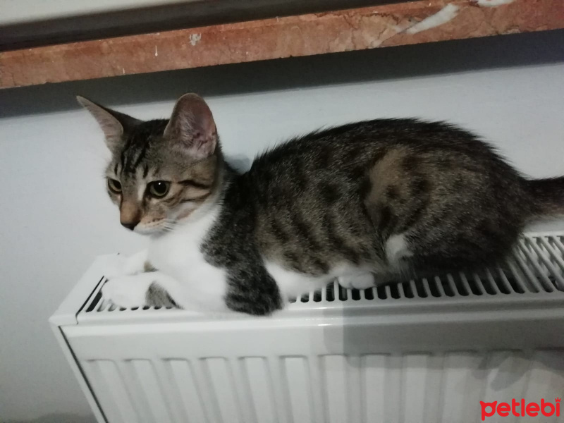 Tekir Kedi, Kedi  Lokum fotoğrafı