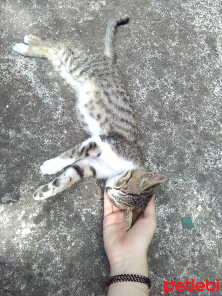 Tekir Kedi, Kedi  Minik fotoğrafı