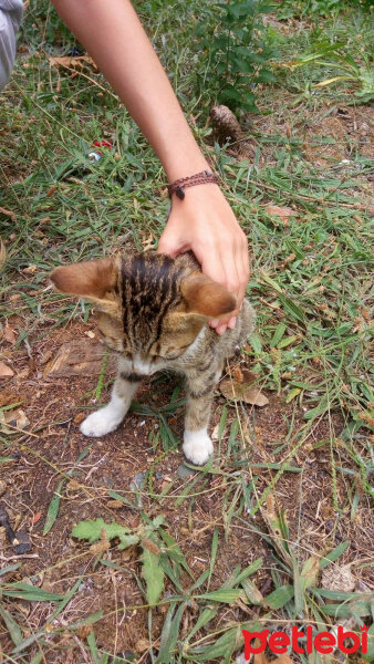 Tekir Kedi, Kedi  Minik fotoğrafı