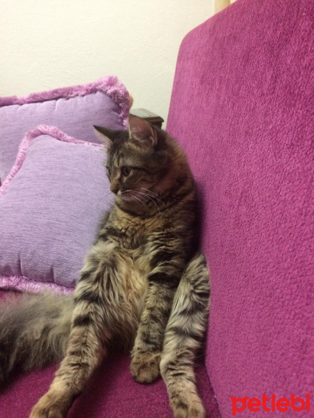 Tekir Kedi, Kedi  Cesur fotoğrafı